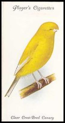 3 Clear Crest Bred Canary